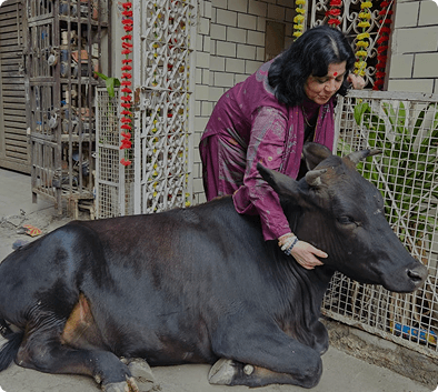 Animal Healing